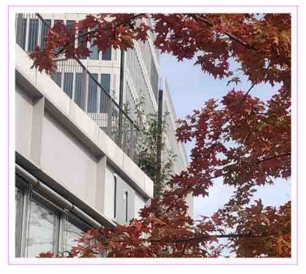 A view of autumn foliage beside a building
